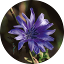 Fruktooligosacharidy